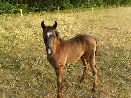 This is, maybe you recognize him, the colt of our neighbors.